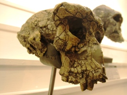 Sahelanthropus tchadensis on display at Lausanne Natural History Museum. Image: Wikimedia Commons.